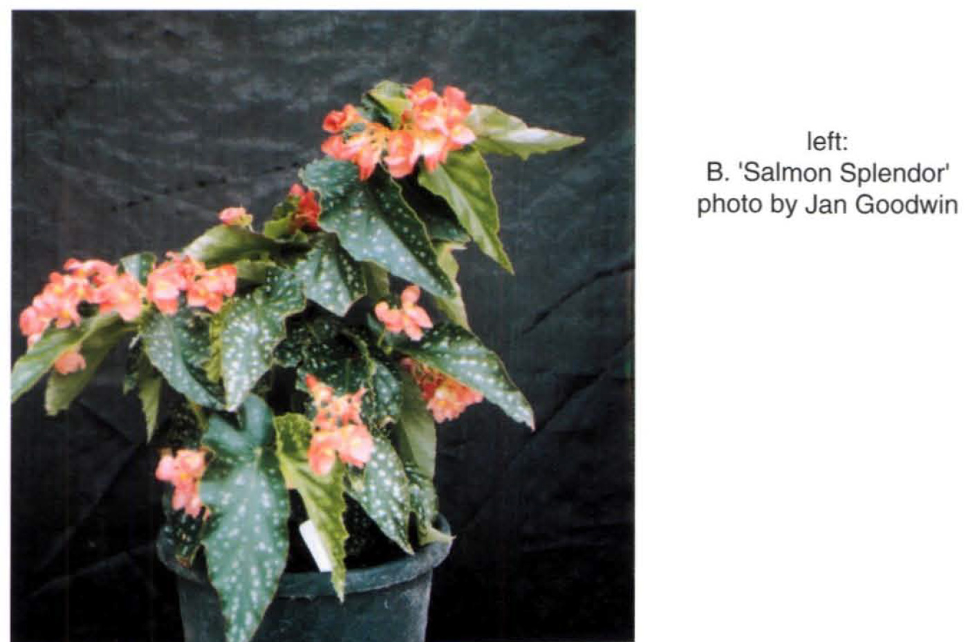 B. ‘Salmon Splendor’